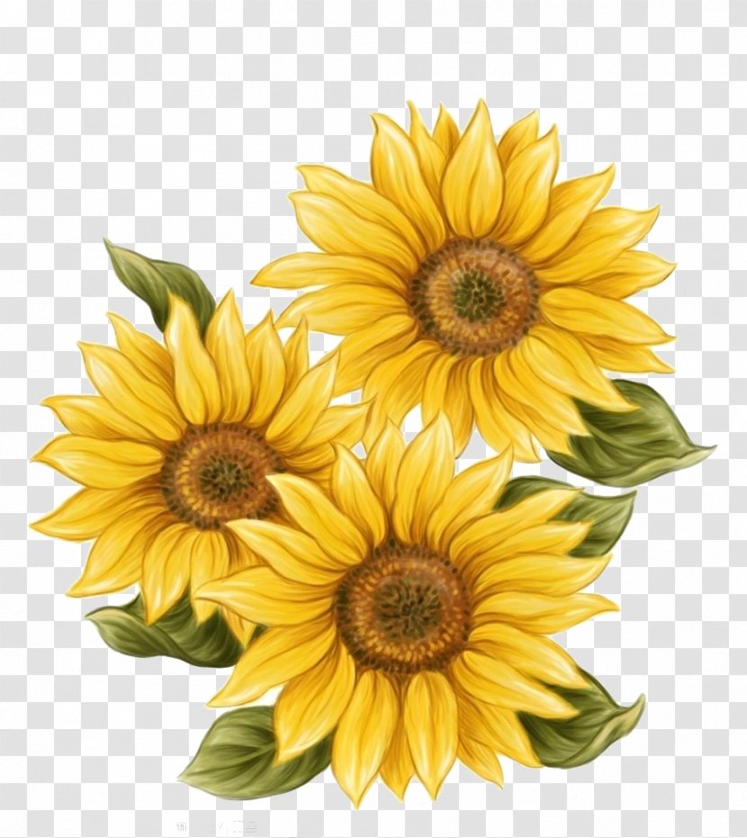 Watercolor Painting Common Sunflower Drawing - Flowering Plant - Hand-painted Decoration Transparent PNG