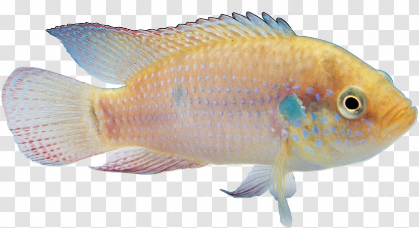 Goldfish Tropical Fish Ornamental - Star Transparent PNG