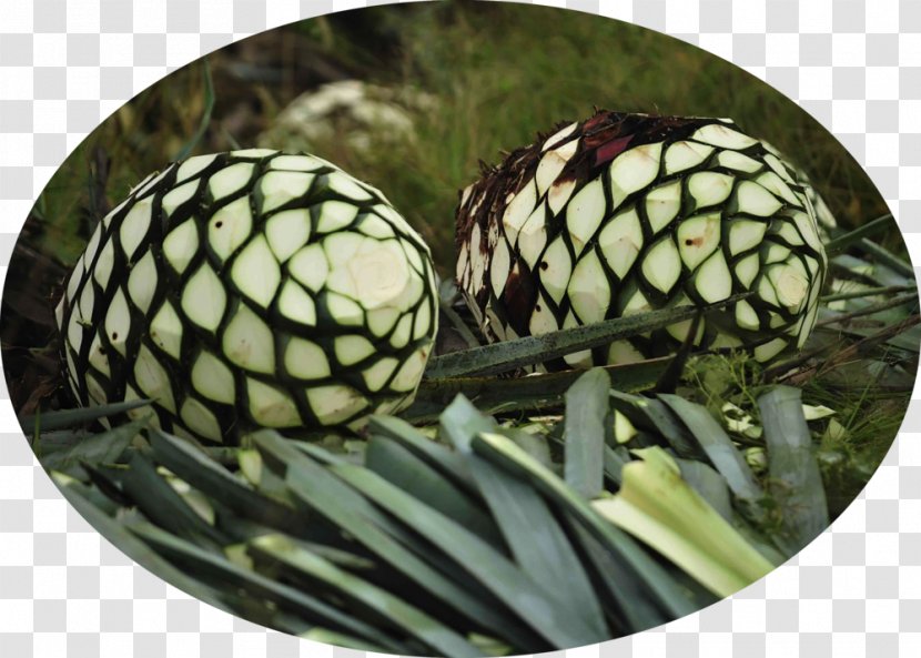 Agave Tequilana Nectar Pineapple Queen Victoria Transparent PNG