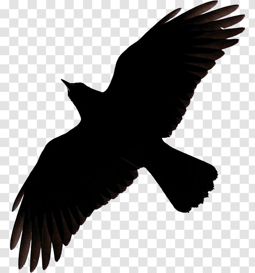 Common Raven Clip Art Crow Silhouette Vector Graphics - Bird - Thick Billed Transparent PNG