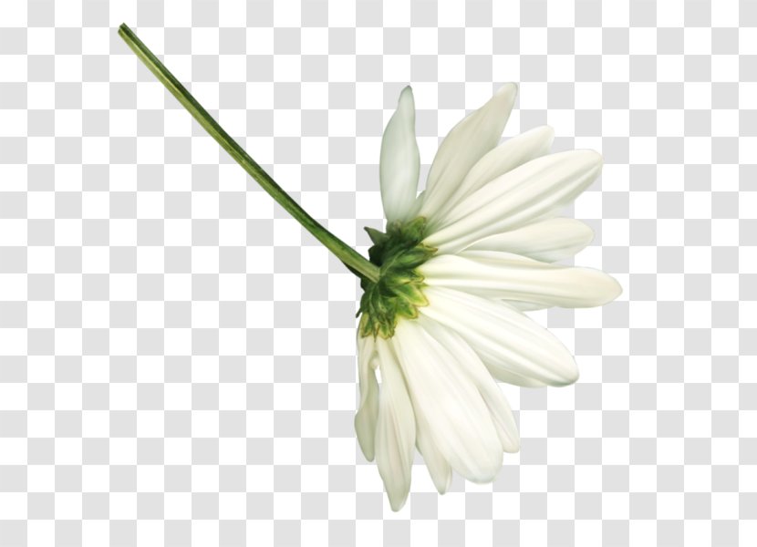 Petal Flower Daisy Family Chamomile White - Bouquet - Images Transparent PNG