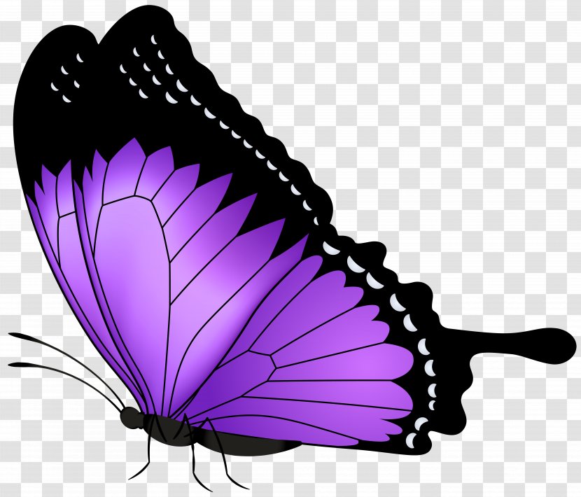 Butterfly Greta Oto Clip Art - Transparency And Translucency Transparent PNG