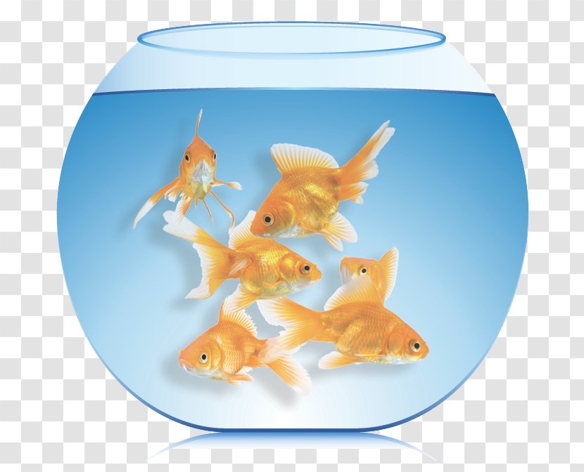 Goldfish Aquarium Feeder Fish Burton’s Total Pet - Bony Transparent PNG