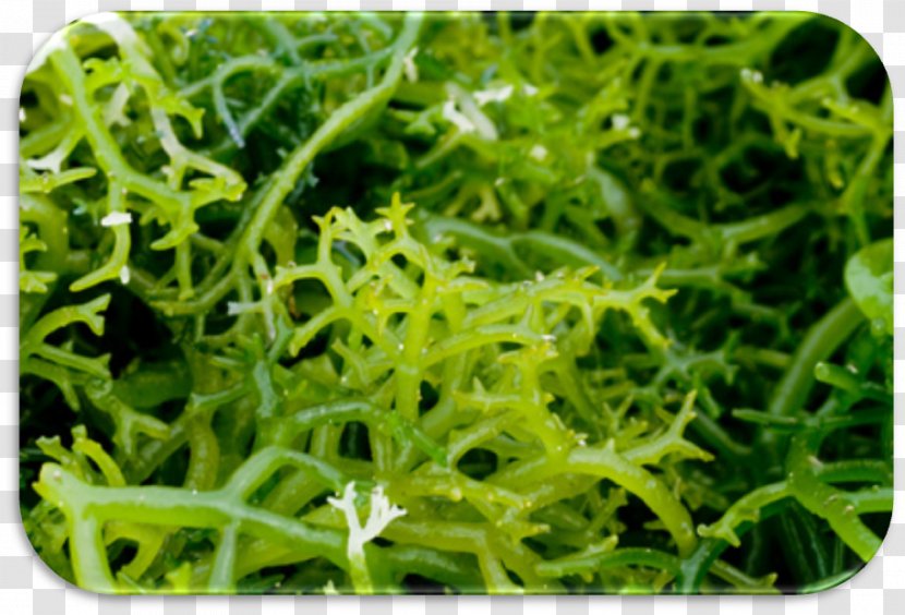 Algae Seaweed Farming Kelp Spirulina - Sodium Alginate - Algas Transparent PNG