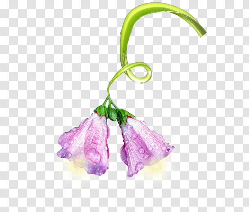 Petal Flower Plant Wisteria Lavender - Lilac Transparent PNG