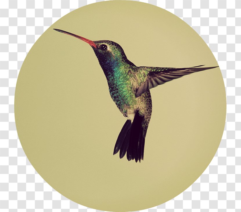 Google Hummingbird Algorithm Broad-billed - Fauna Transparent PNG