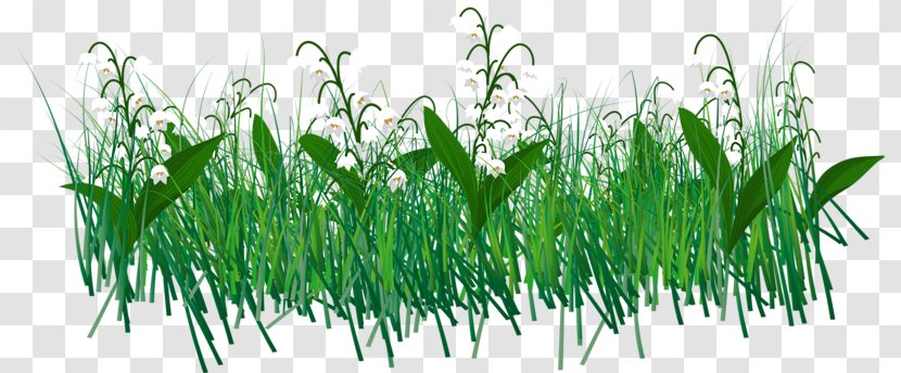 Download - Plant Stem - Grass Family Transparent PNG