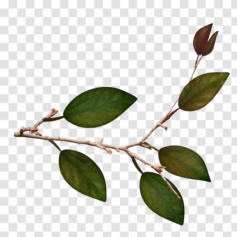 Twig Leaf Plant Stem - Green Leaves Transparent PNG