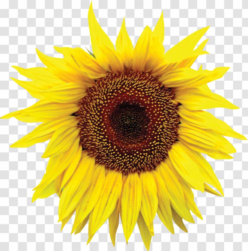 Common Sunflower Seed Royalty-free - Thanks Giving Transparent PNG