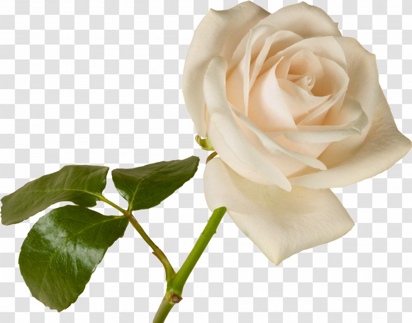 Wife Greeting Morning Good Husband - Garden Roses - White Transparent PNG