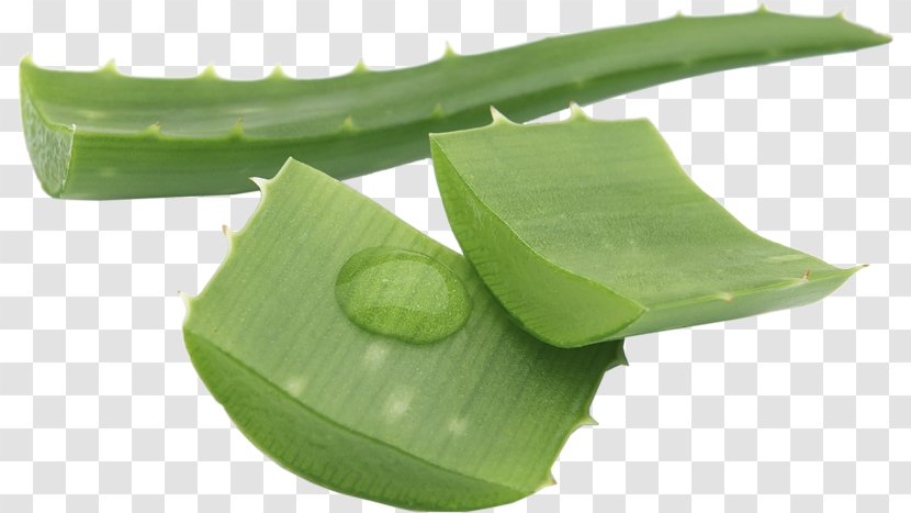 Aloe Vera Gel Skin Care Food - Xanthorrhoeaceae - Health Transparent PNG