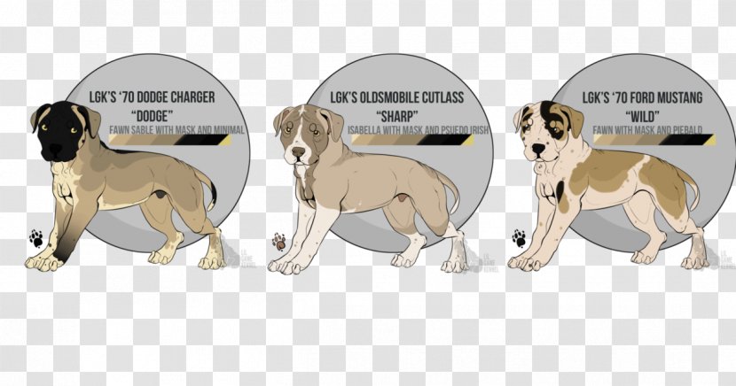 American Dog Breeders Association Whippet Pit Bull Terrier - Litter - Border Collie Cross Transparent PNG