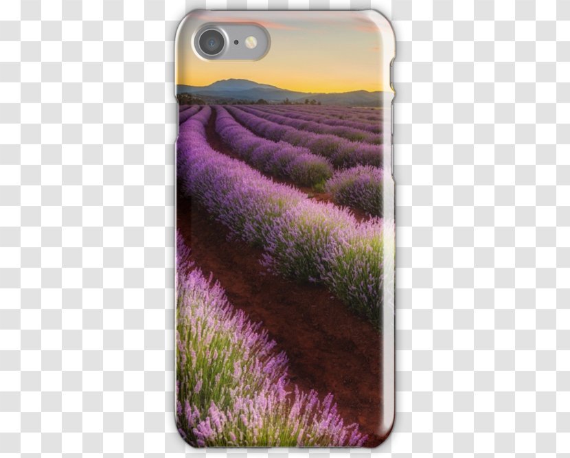 Farm Tomita Lavender Station Flower Wallpaper - Nakafurano - Bridestowe Transparent PNG