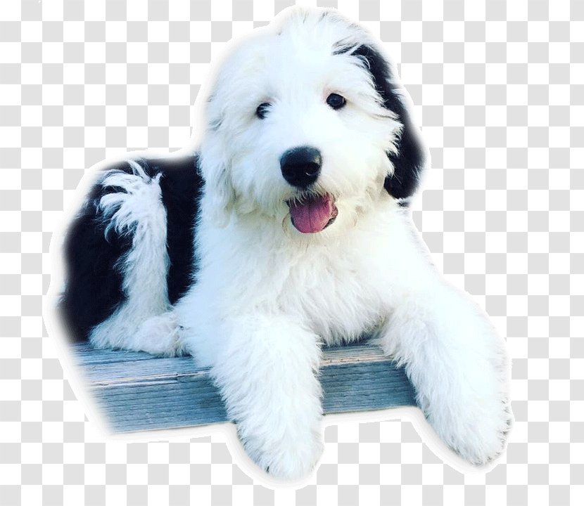 Goldendoodle Old English Sheepdog Polish Lowland Bearded Collie South Russian Ovcharka - Dog - Puppy Transparent PNG