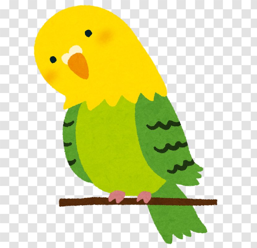 Budgerigar Parrots Bird Cockatiel Cat - Greencheeked Parakeet Transparent PNG