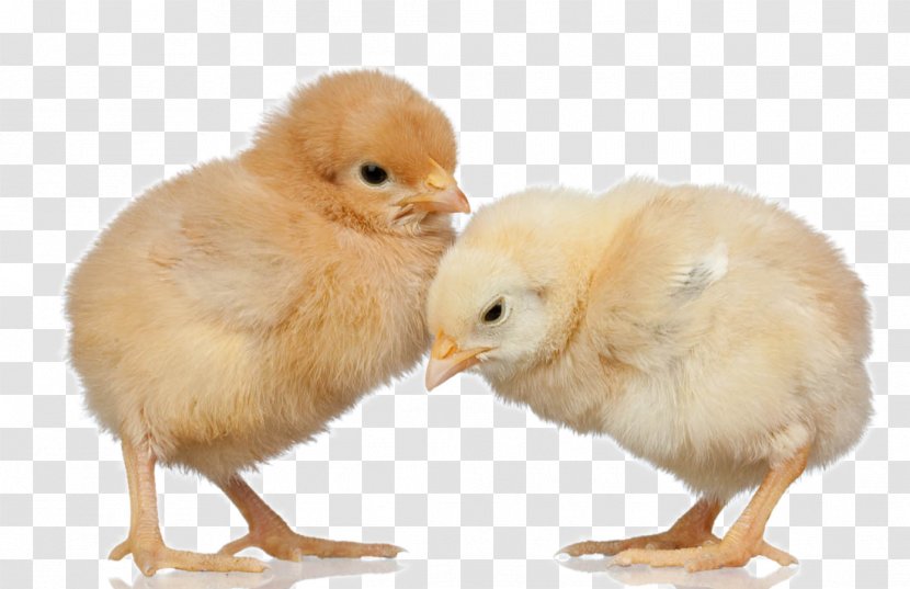 Silkie Broiler Poultry Farming - Stock Photography - Cute Chick Transparent PNG