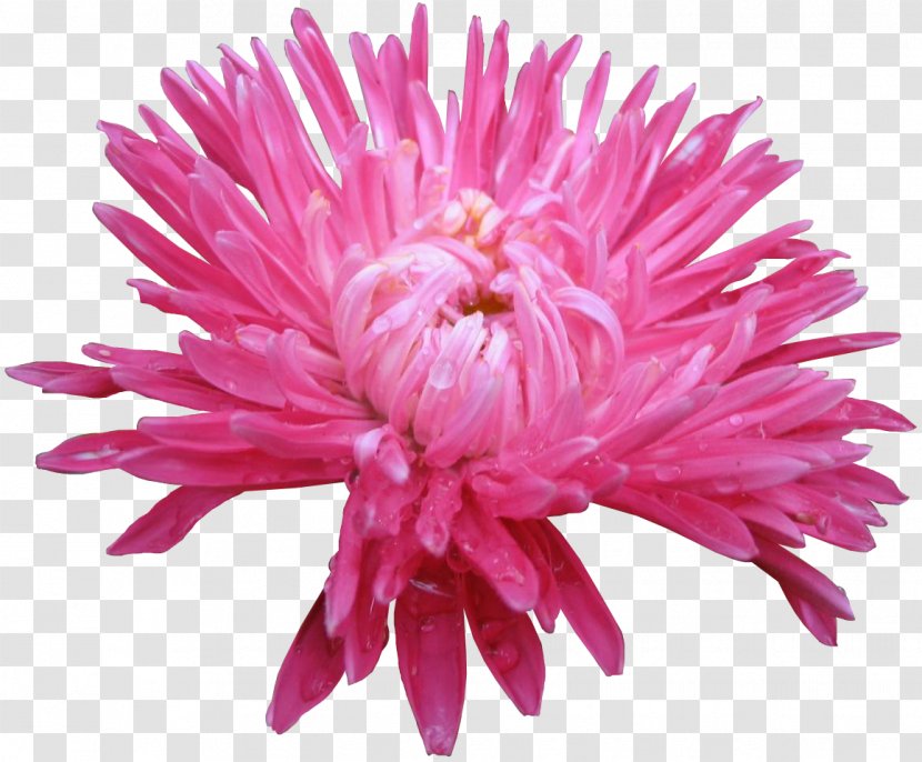 Cut Flowers Aster Chrysanthemum Daisy Family - Pink - I Transparent PNG