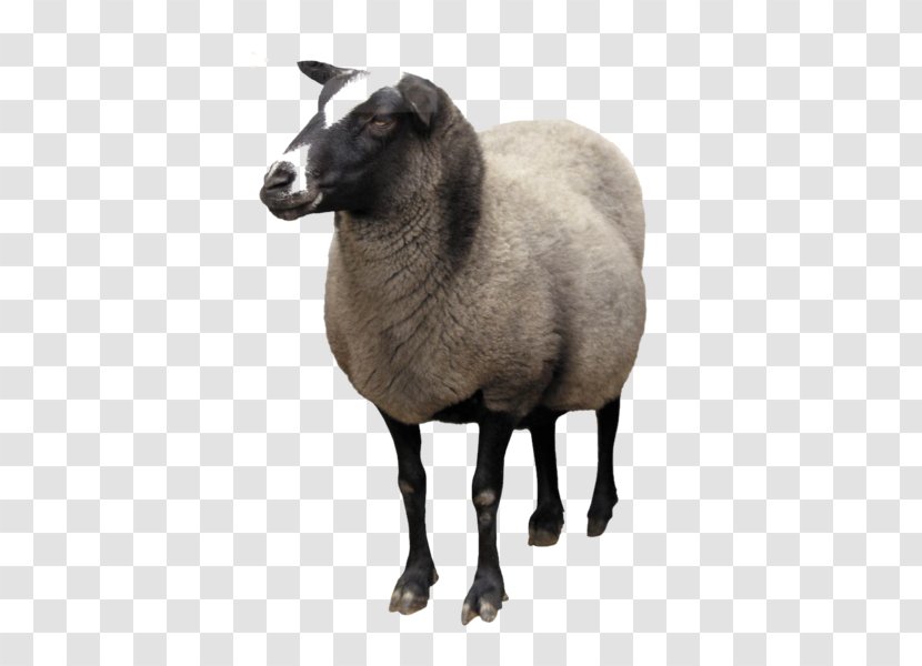 Sheep Goat Clip Art - Antelope Transparent PNG