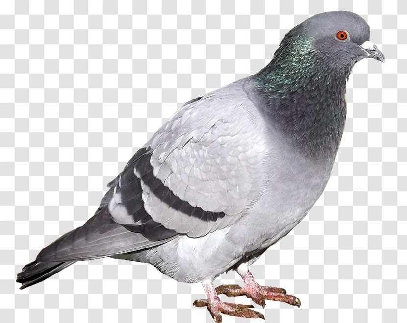 Stock Dove Rock PhotoScape Beak GIMP - Fauna - Paloma Transparent PNG