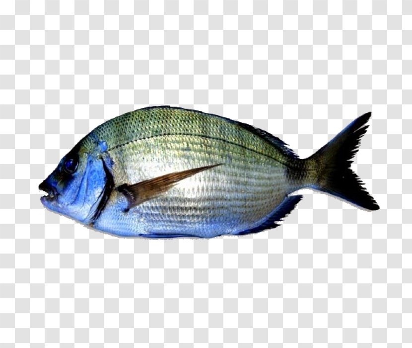 Fish White Seabream Telescope Aquarium - Seafood Transparent PNG