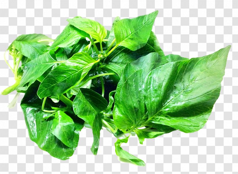 Spinach Amaranth Leaf - Chard - Leaves Transparent PNG