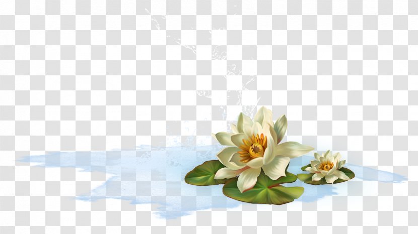 Flower Aquatic Plants Water Lily Clip Art - Nelumbo Nucifera - Anastasia Transparent PNG