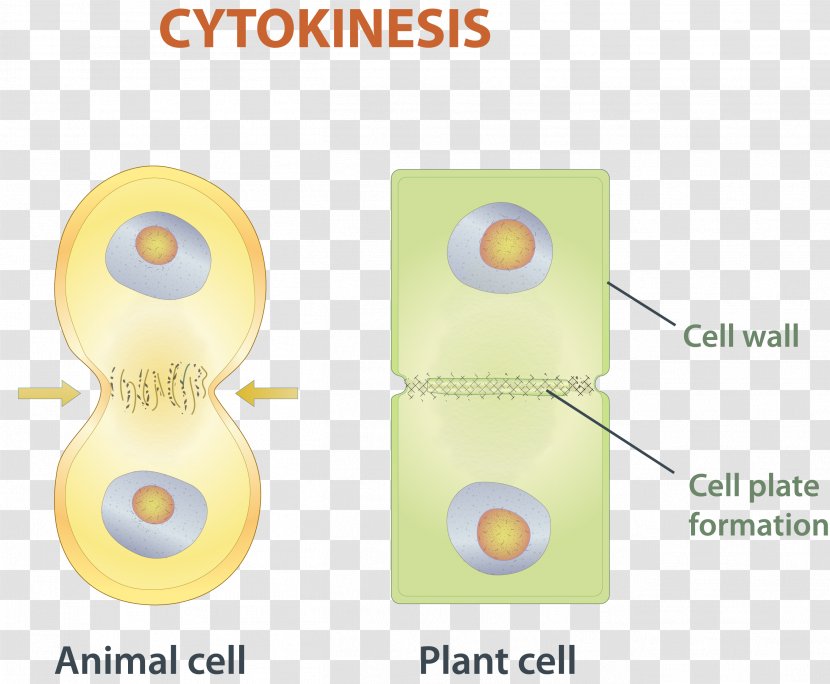 Mitosis Cytokinesis Cell Division Chromosome - Chromatid - Phosphorylation Transparent PNG