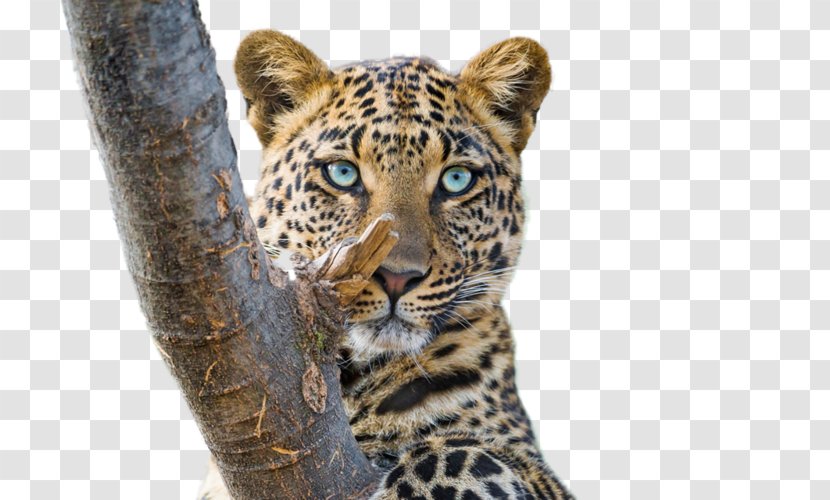 Tiger Cat Cheetah Amur Leopard Snow - Whiskers Transparent PNG
