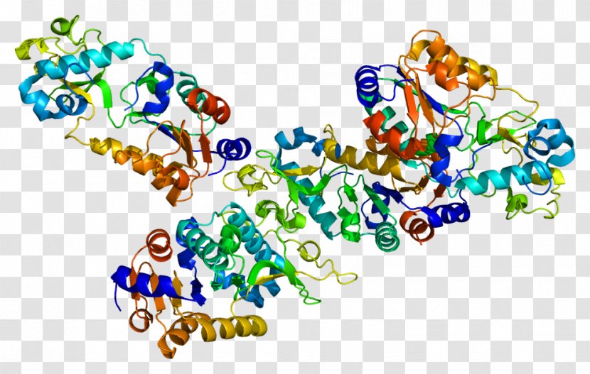Sirtuin 5 Gene Carbamoyl Phosphate Synthetase I - Heart - Flower Transparent PNG