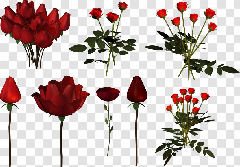 Garden Roses Tulip Cut Flowers Floral Design - Seed Plant Transparent PNG