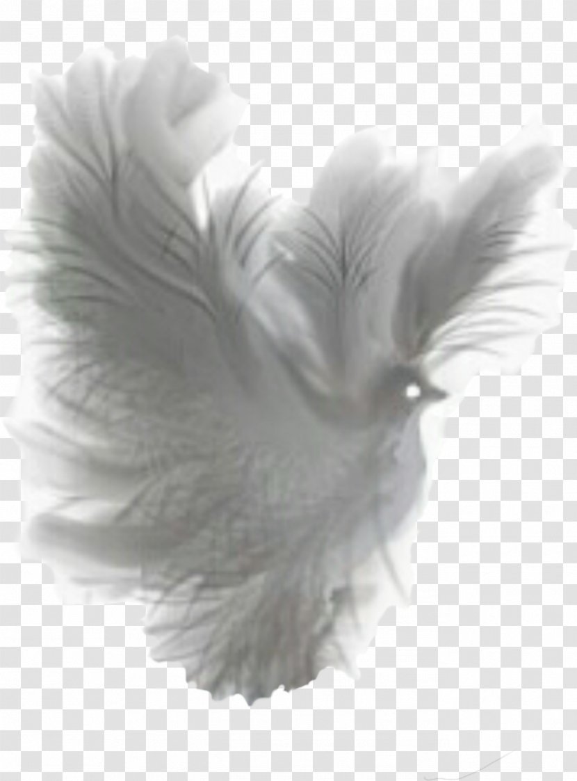 Art Clip - Feather - Fantasy Transparent PNG