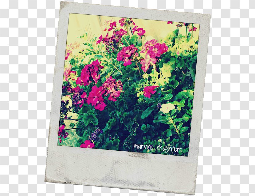 Floral Design Window Box Flower - Petal Transparent PNG