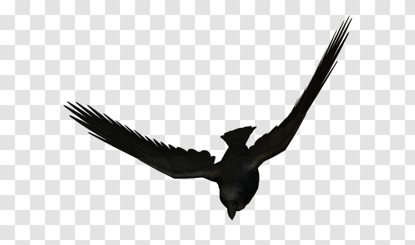 Bird Eagle Flight Large-billed Crow Carrion - Accipitriformes Transparent PNG