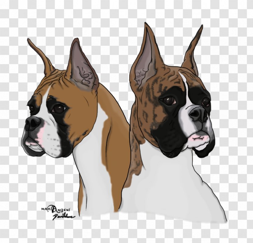 Boxer Valley Bulldog Dog Breed Snout Transparent PNG