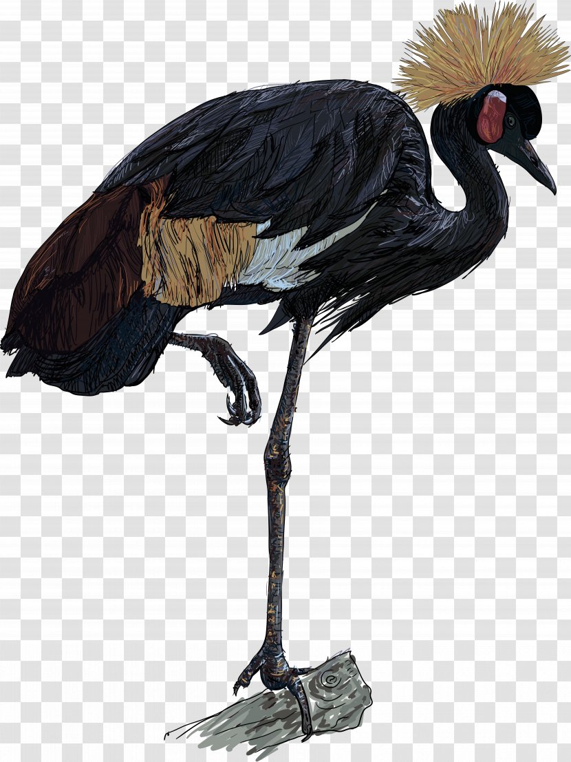 Africa Grey Crowned Crane Bird - Royaltyfree Transparent PNG