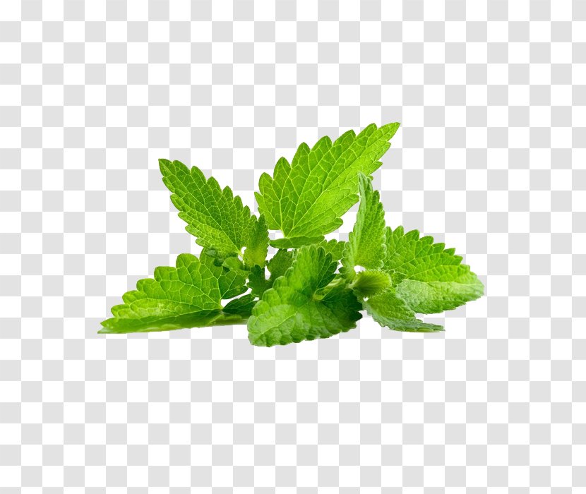 Peppermint Mentha Spicata Herb Arvensis Leaf - Mint - Creative Leaves Transparent PNG