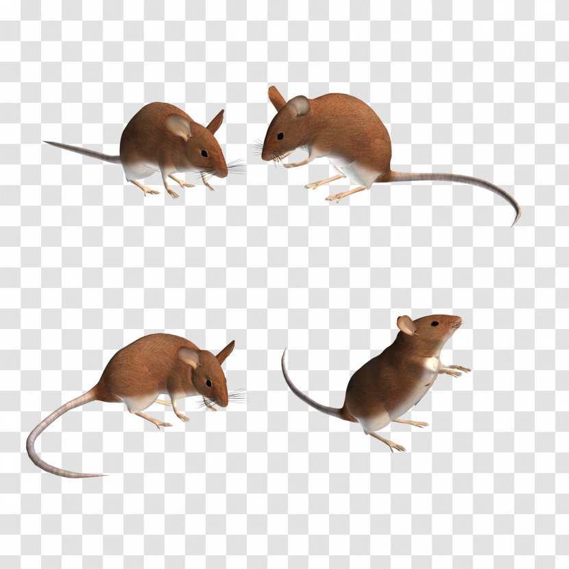Computer Mouse Rat Gerbil - Muroidea - 3D Transparent PNG