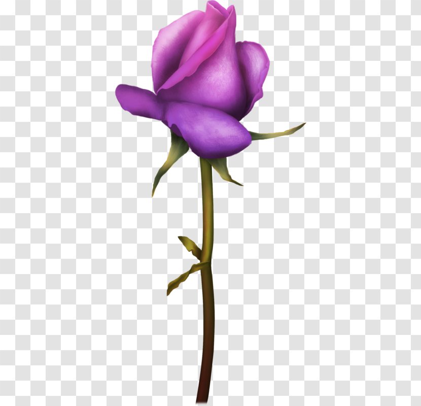 Lily Flower Cartoon - Garden Roses - Magenta Pink Transparent PNG