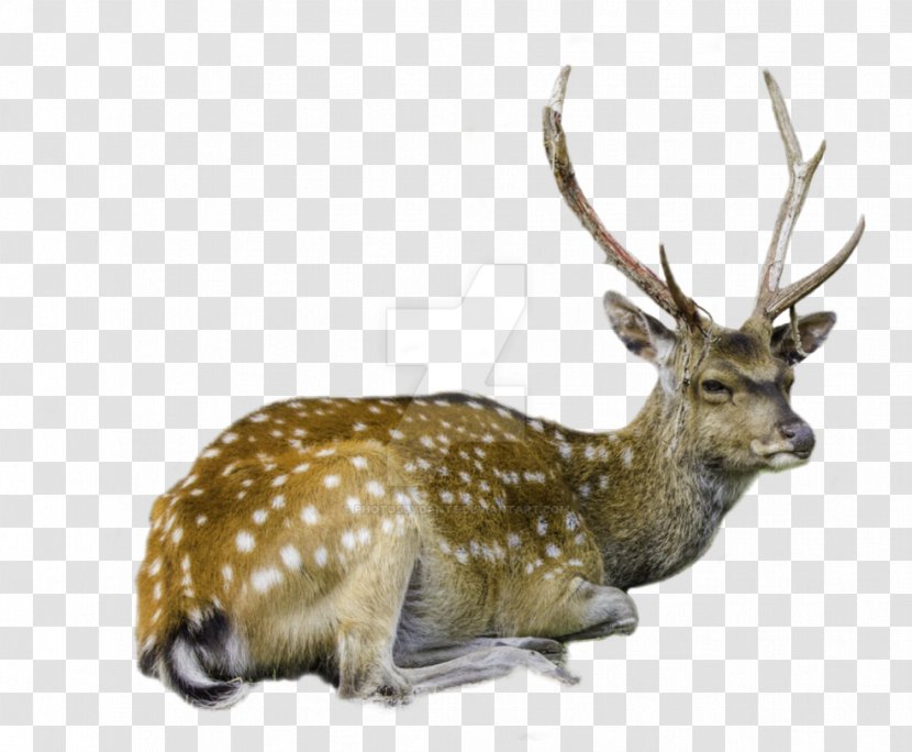 White-tailed Deer Barasingha Reindeer - Fauna Transparent PNG