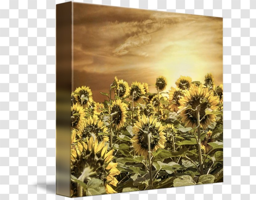 Sunflower M Stock Photography Seed - Wildflower - Sunlight 22 0 1 Transparent PNG