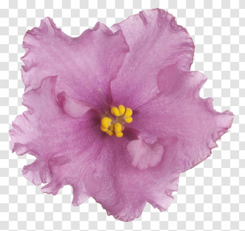 Violet Flower Clip Art - Hibiscus - Mallow Family Transparent PNG