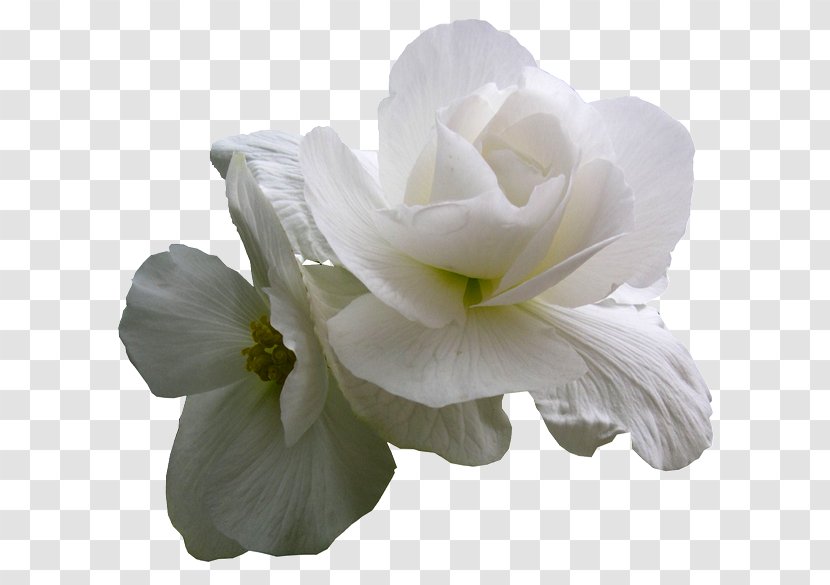 White Desktop Wallpaper Orchids Cut Flowers - Herb Robert - Fond Ecran Transparent PNG