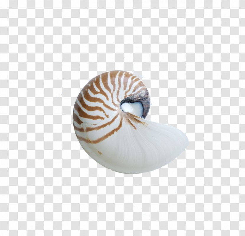 Chambered Nautilus Seashell Sea Snail - Invertebrate - Shell Transparent PNG