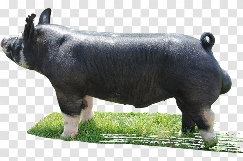 Berkshire Pig Cattle Livestock Mauck Show Hogs Herd - Boar Transparent PNG