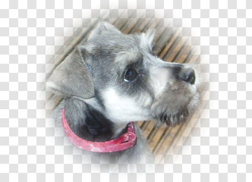 Miniature Schnauzer Standard Dog Breed Companion Transparent PNG