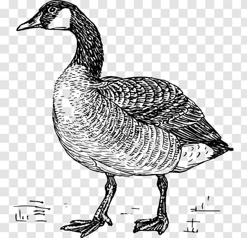 Greylag Goose Duck Bird Drawing - Fauna Transparent PNG