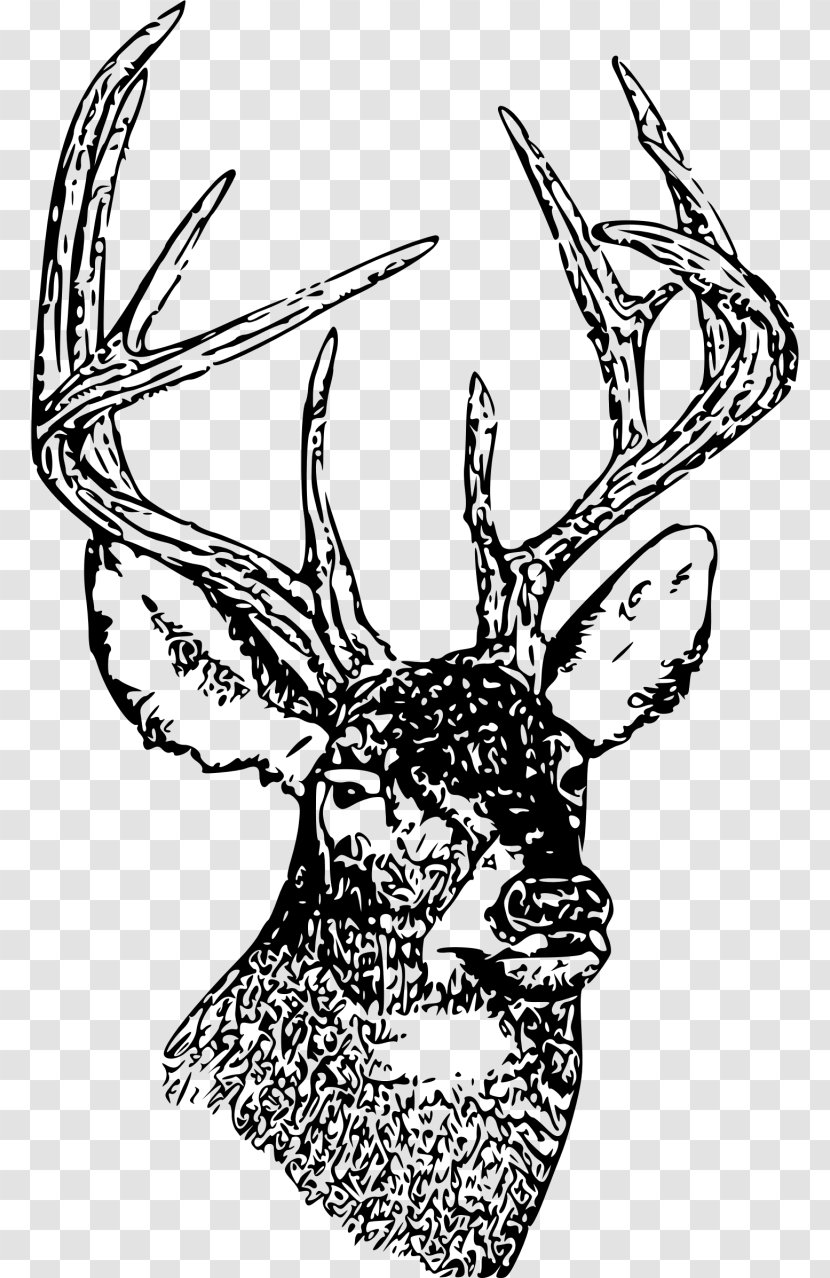White-tailed Deer Drawing Clip Art - Blacktailed Transparent PNG