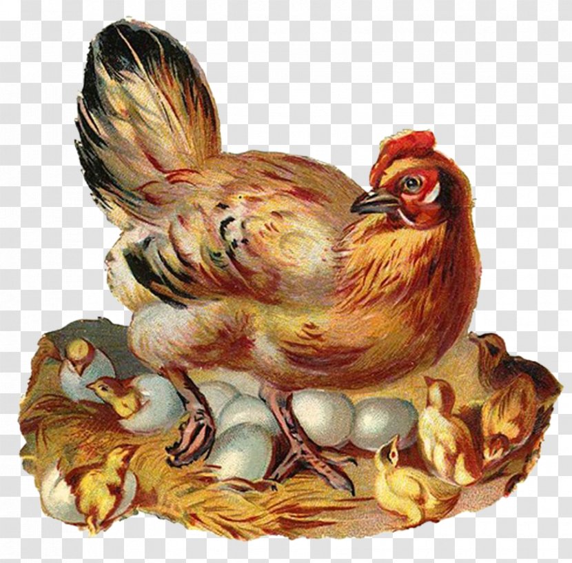 Silkie Cochin Chicken Leghorn Clip Art - Poultry Transparent PNG