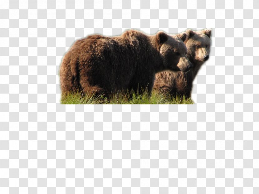Brown Bear Grizzly Alaska Moose - Mammal - Bears Transparent PNG