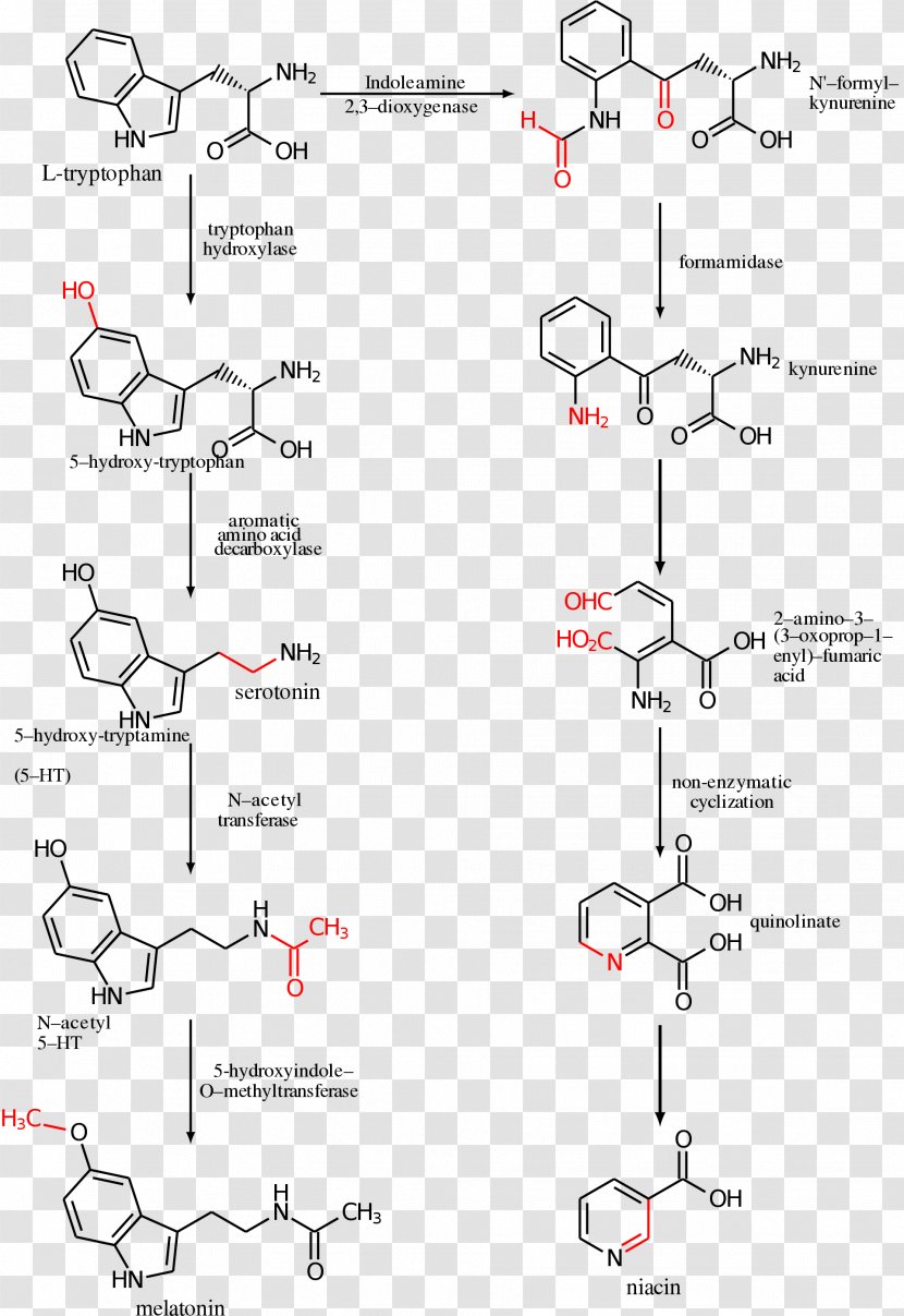 5-Hydroxytryptophan Serotonin Amino Acid Melatonin - Diagram - Metabolism Transparent PNG
